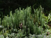Bristly Clubmoss